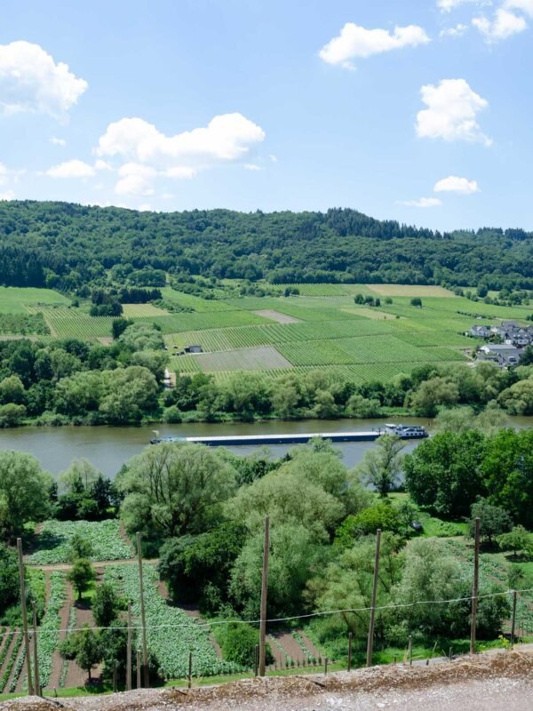 Viñedos